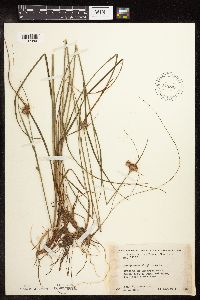 Eriophorum virginicum image