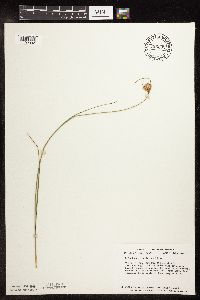 Eriophorum virginicum image