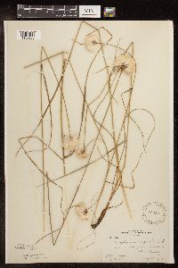 Eriophorum virginicum image