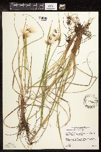 Eriophorum viridicarinatum image