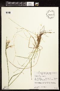 Eriophorum viridicarinatum image