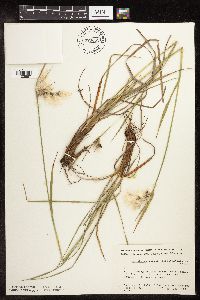 Eriophorum viridicarinatum image