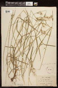 Eriophorum viridicarinatum image