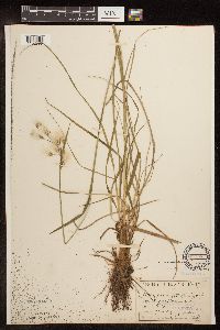 Eriophorum viridicarinatum image