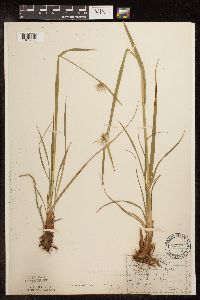 Eriophorum viridicarinatum image