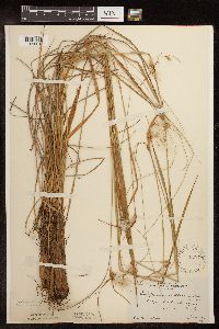 Eriophorum viridicarinatum image