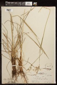 Eriophorum viridicarinatum image