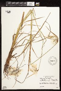 Eriophorum viridicarinatum image