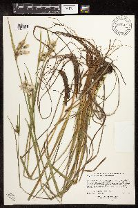 Eriophorum viridicarinatum image