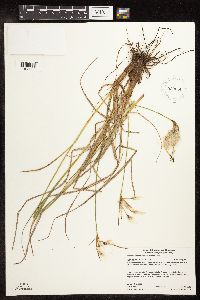 Eriophorum viridicarinatum image