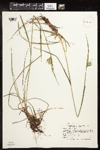 Eriophorum viridicarinatum image