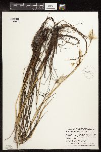 Eriophorum viridicarinatum image