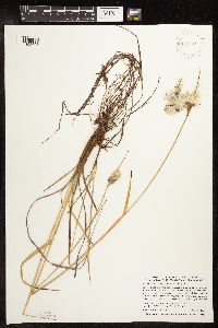 Eriophorum viridicarinatum image