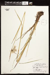 Eriophorum viridicarinatum image