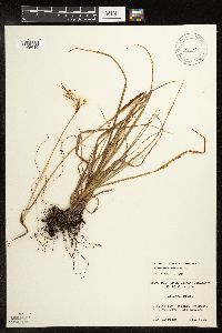 Eriophorum viridicarinatum image