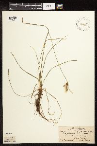 Eriophorum viridicarinatum image