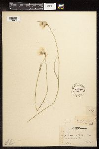Eriophorum viridicarinatum image