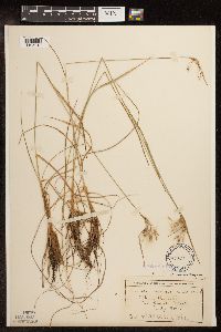 Eriophorum viridicarinatum image