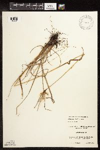 Eriophorum viridicarinatum image