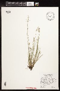 Image of Fimbristylis autumnalis