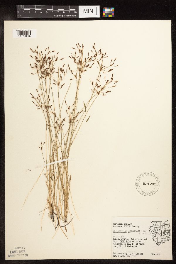 Fimbristylis image