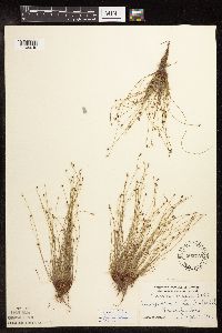 Isolepis cernua image