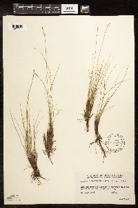 Kobresia myosuroides image