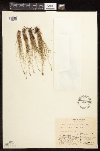 Kobresia myosuroides image