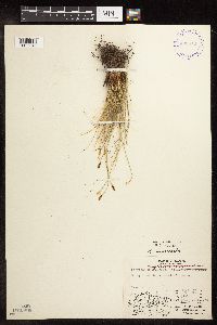 Kobresia myosuroides image