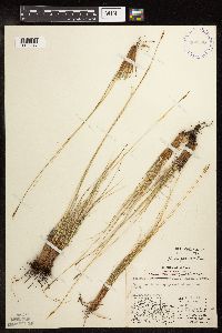 Kobresia myosuroides image