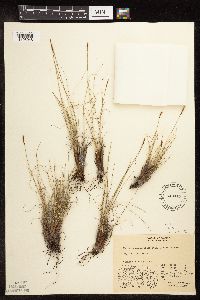 Kobresia myosuroides image