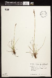 Kobresia simpliciuscula image