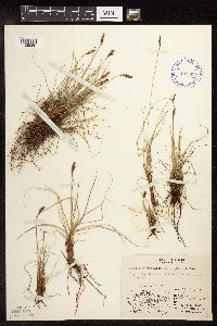 Kobresia simpliciuscula image