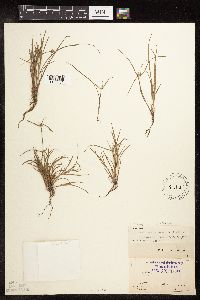 Kyllinga pumila image