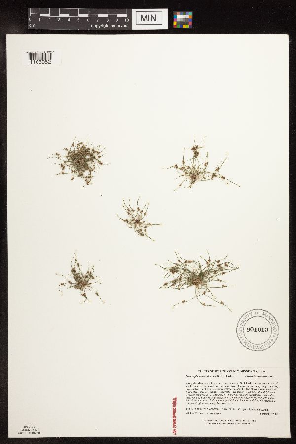 Lipocarpha micrantha image