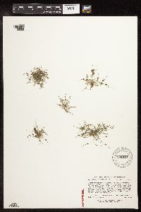 Lipocarpha micrantha image