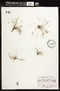 Lipocarpha micrantha image