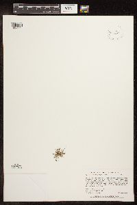 Lipocarpha micrantha image
