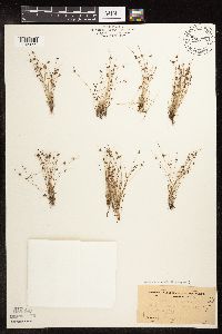 Lipocarpha micrantha image