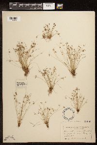 Lipocarpha micrantha image