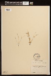 Lipocarpha micrantha image
