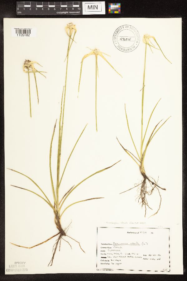 Rhynchospora colorata image