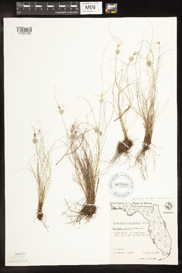 Rhynchospora floridensis image