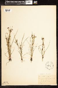Rhynchospora nitens image