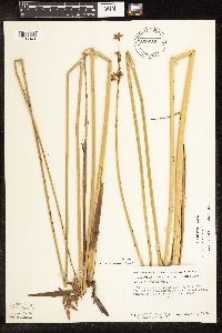 Schoenoplectus acutus image