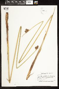Thumbnail image of current specimen
