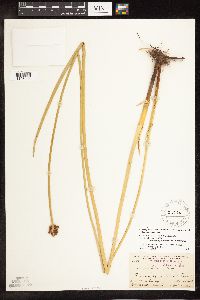 Schoenoplectus americanus image