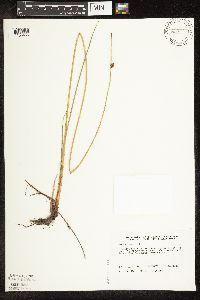 Schoenoplectus pungens image