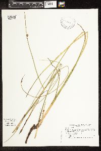 Schoenoplectus pungens image