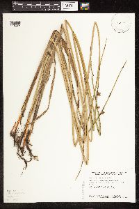 Schoenoplectus pungens image